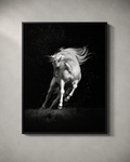 Midnight Stallion
