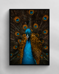 Majestic Peacock