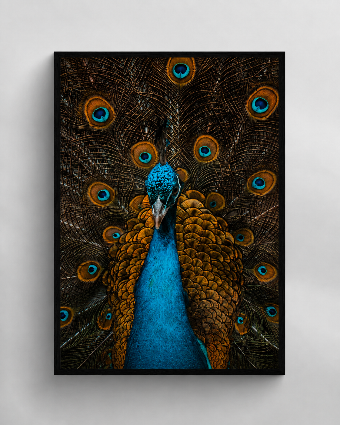 Majestic Peacock