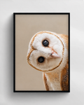 Curious Barn Owl